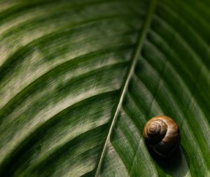 brown snail on green leaf